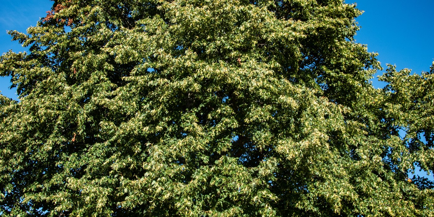 weyarn_lindl_fl-15 weyarn_lindl_fl-15