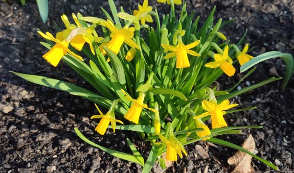 Gelbe Blumen