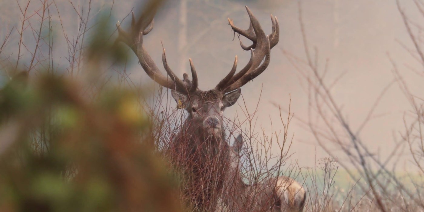 Beim Schneider EKF Beim Schneider EKF