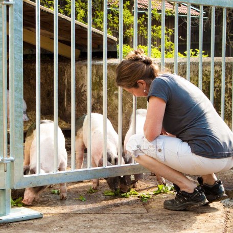 die neuen Schweine sind da, © im-web.de/ Gäste-Information Schliersee in der vitalwelt schliersee