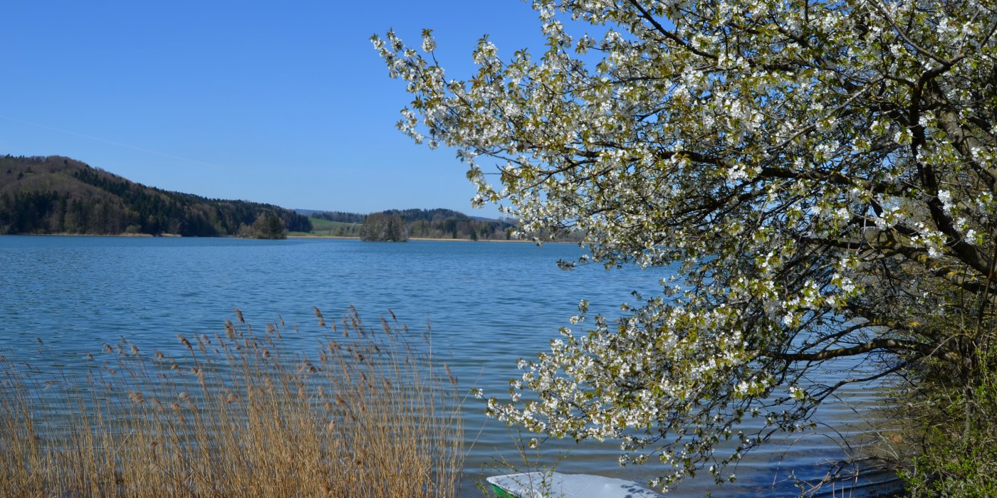 wey_seehamer_see_blueten_fruehling_fl-4 wey_seehamer_see_blueten_fruehling_fl-4