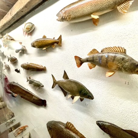 Jagerhaus_fische © Ines Wagner