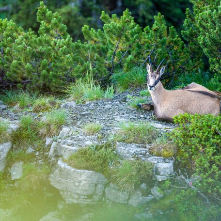 © DER TEGERNSEE, Bernd Ritschel_Gamswanderung_0001, © DER TEGERNSEE