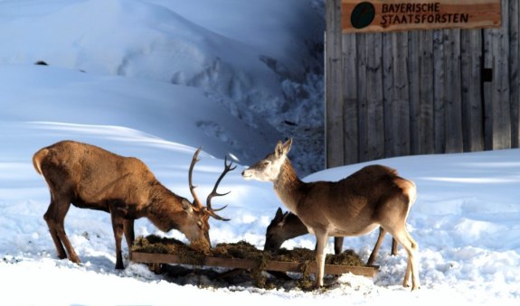 rotwild_1_baysf-1030x699, &copy; Bayerische Staatsforsten