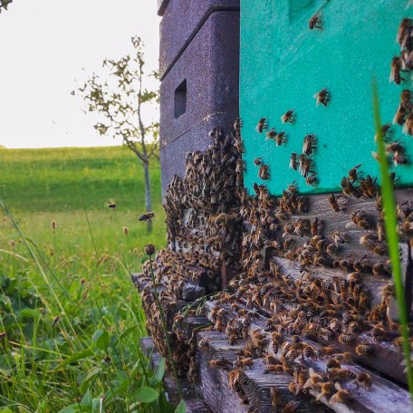 Lehrbienenstand_Gmund_2, &copy; DER TEGERNSEE I. Munstermann