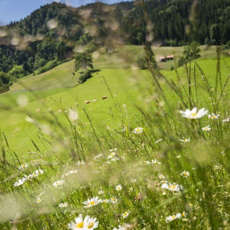 Erleben Sie saftige Almwiesen rund um Tegernsee und Schliersee, © Dietmar Denger