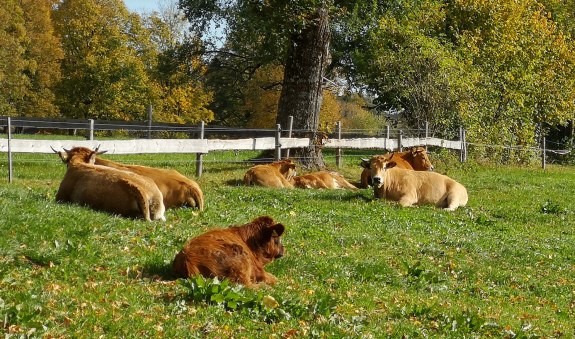 Hufnaglhof Ritter EKF Hufnaglhof Ritter EKF