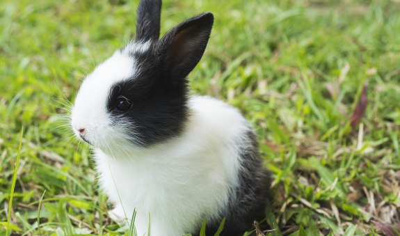 reizendes-baby-2-wochen-thailandisches-kaninchen