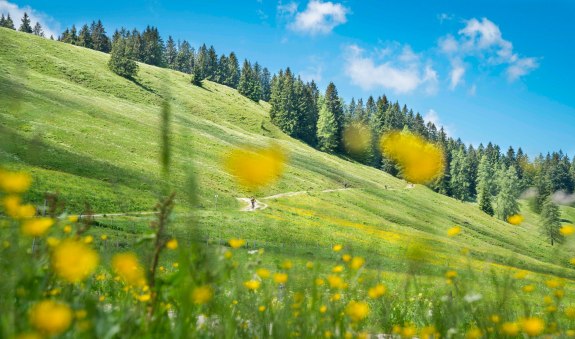 Wanderweg an der Gindelalm, © Alpenregion Tegernsee Schliersee Wanderweg an der Gindelalm, © Alpenregion Tegernsee Schliersee