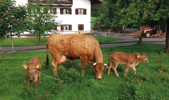Beim Bau'rn EKF