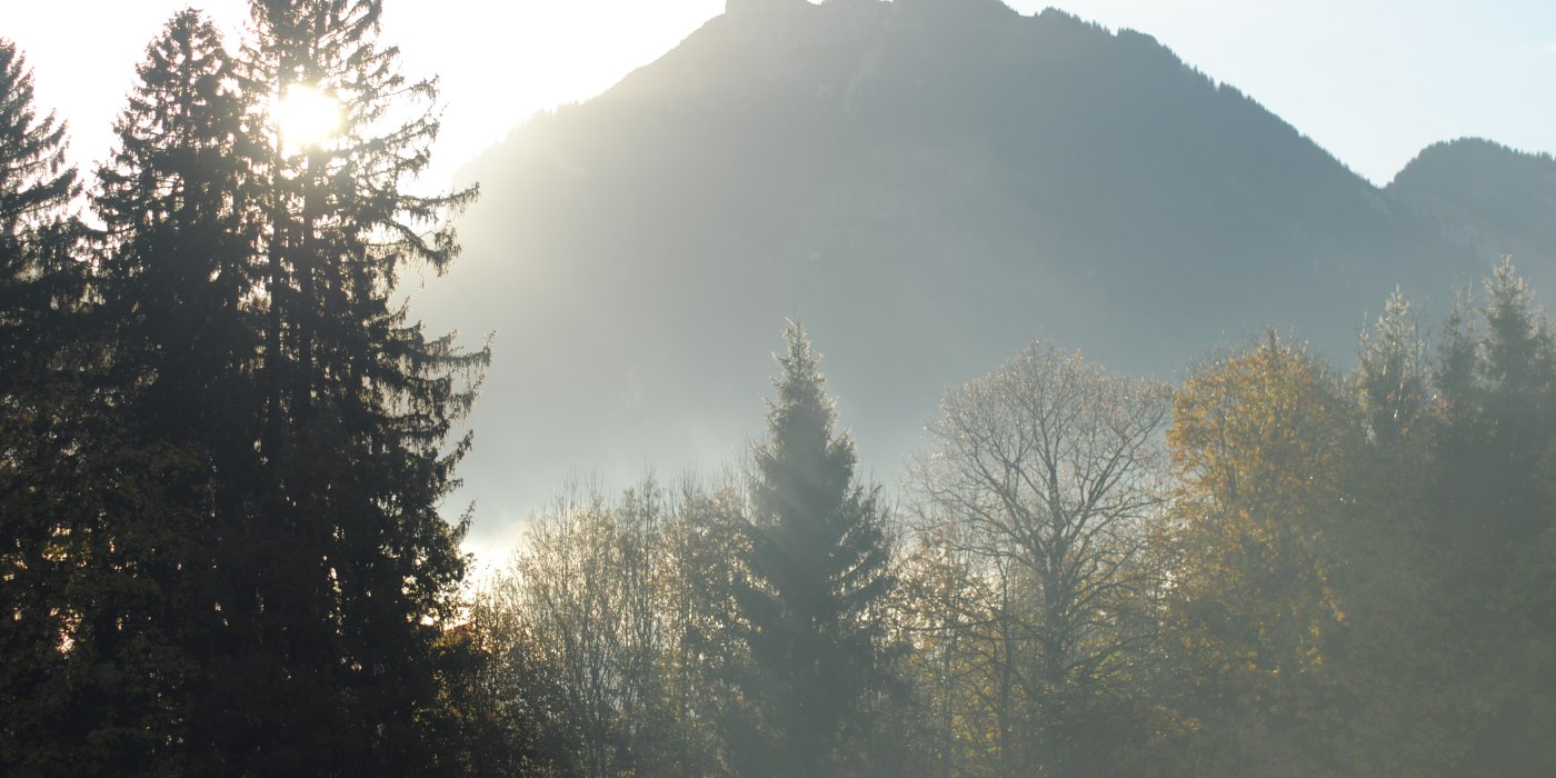 die-seele-des-waldes