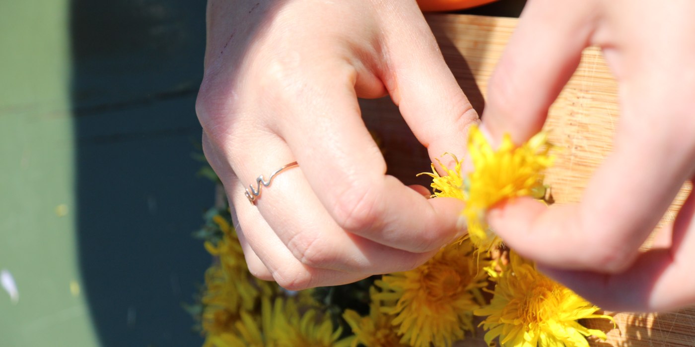 Kräuterpädagogen Löwenzahnhonig_C_Menke Kräuterpädagogen Löwenzahnhonig_C_Menke