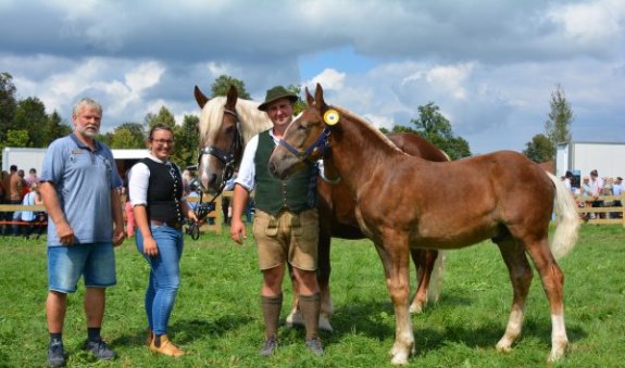 fohlenauktion, © Landesverband Bayerischer Pferdezüchter fohlenauktion, © Landesverband Bayerischer Pferdezüchter