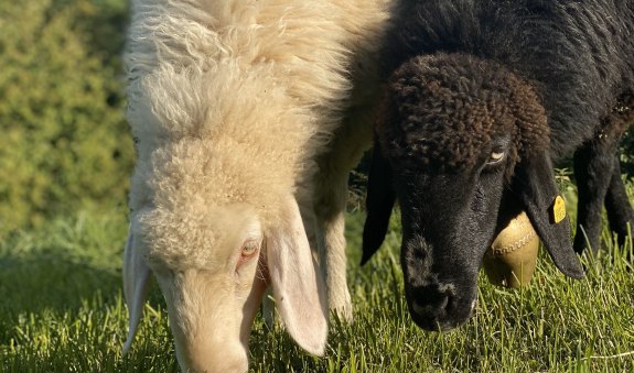 Steinerhof EKF Steinerhof EKF